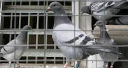 Coming soon -- a treatment for bird flu!