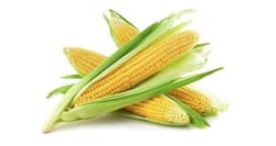Four myths common myths about corn