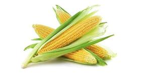 Four myths common myths about corn