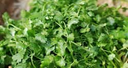 10 reasons you need dhania or coriander in your life