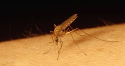 Odisha Dengue update: Total cases soar to 1,547