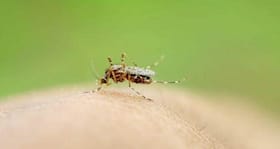 First dengue case in Tripura