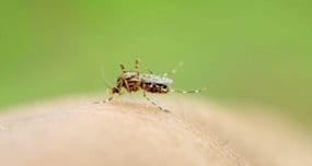 First dengue case in Tripura