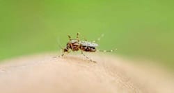 Odisha Dengue Update: Total cases rise to 2,076