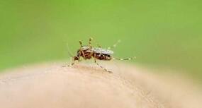 Odisha Dengue Update: Total cases rise to 2,076