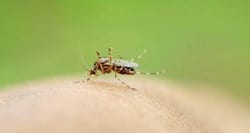 World Health Day 2014: 7 complications of dengue that you ought to know