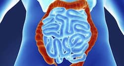 Your digestive tract is just like a studio apartment!