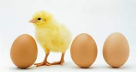 Eggs now healthier than they were 30 years ago Eggs now healthier than they were 30 years ago