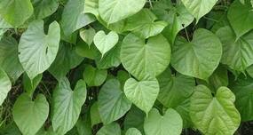 Ayurvedic medicine -- health benefits of Guduchi