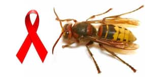 Could bee venom be the AIDS cure we are looking for?
