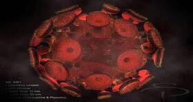 Chinese scholars announce discovery in HIV virus study