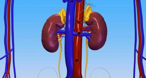 World Kidney Day 2014: 5 expert tips to keep your kidneys healthy ...