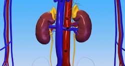 World Kidney Day 2014: 5 expert tips to keep your kidneys healthy