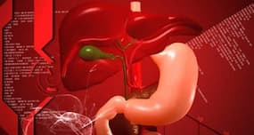 Why is the liver so important?