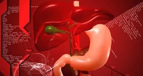 Alcoholic liver disease linked to body clock
