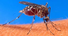 Now a drug that can prevent malarial parasites from growing.