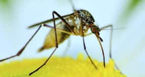 Can new genome-editing technique end malaria?