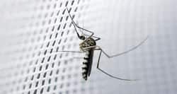 Coming soon -- computerised diagnostic method for malaria