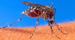 Now, dirt cheap test to spot fake malaria drugs