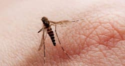 6 common malaria symptoms
