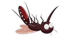 World Malaria Day 2014: WHO calls for greater investment to check malaria