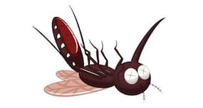 World Malaria Day 2014: WHO calls for greater investment to check malaria