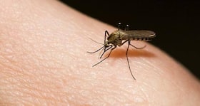 Experts worried about resistance to anti-malarial drug