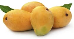 Can diabetics eat mangoes?
