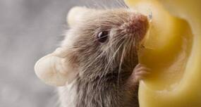 Osteoarthritis supplement helps mice live longer