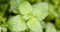 Try mint to calm your indigestion