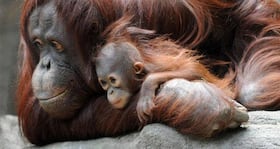 Love hormone helps animal bond