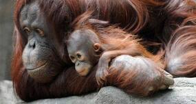 Love hormone helps animal bond