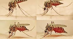 6 facts you should know about vector-borne diseases