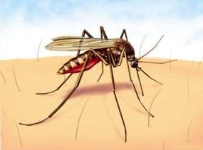 Neem and tulsi, effective remedies to keep malaria out of your home