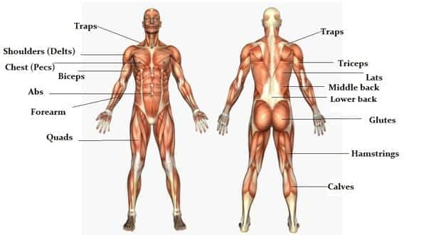 Muscle Chart With Exercises