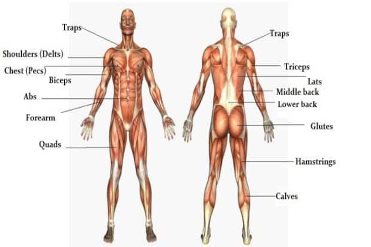 The Massive Muscle Anatomy And Body Building Guide You Always