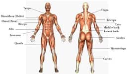 The massive muscle anatomy and body building guide you always wanted!