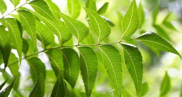 How to relieve a fungal infection with neem | TheHealthSite.com