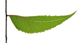 Beauty Tip #17: Make a natural skin toner with neem leaves