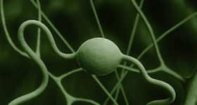 Functional nerve cells from skin cells could help develop regenerative medicines