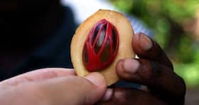 Try nutmeg to beat insomnia