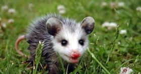 Opossums replace mice as the new animal model for liver disease Opossums replace mice as the new animal model for liver disease