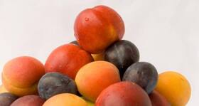 Can peaches and plums stave off obesity-related diseases like diabetes and heart attacks?