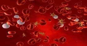 Functional human platelets generated in lab Functional human platelets generated in lab