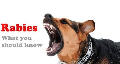 Your most common questions about rabies answered (Expert interview ...