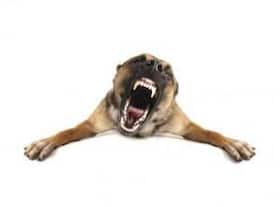 You could die due to the misconceptions about rabies!