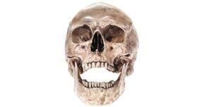 Human faces evolved to allow easy recognition?