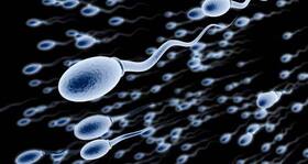 World’s first tiny, self-propelled swimming bio-bots developed