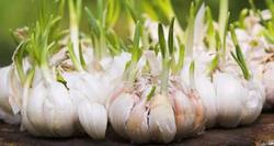 Top 5 reasons sprouted garlic is good for your health