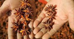 The amazing star anise and its health benefits